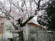 進級・入園おめでとう🌺