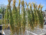 🌾稲刈り🌾